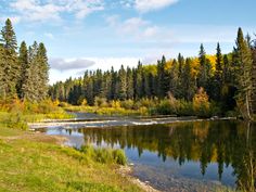 a river surrounded by trees and grass in the middle of a forest with lots of water