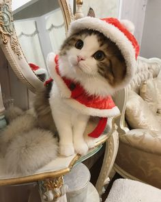 a cat wearing a santa hat and scarf on top of a chair in front of a mirror