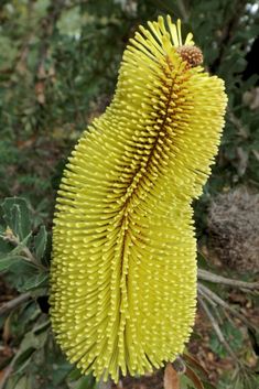 a close up of a yellow flower on a tree