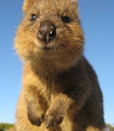 a brown animal standing on its hind legs with it's front paws in the air