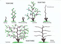 four different types of trees with green leaves and numbers on the branches, labeled in russian