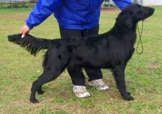 a black dog standing on top of a grass covered field next to a man in blue jacket