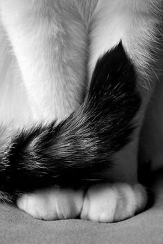 a black and white cat with it's paw on the ground