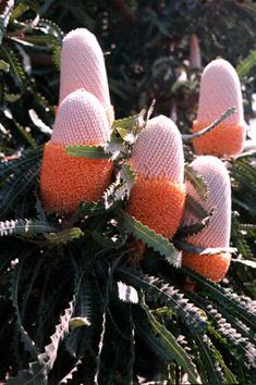 the fruit is growing on the tree and ready to be picked