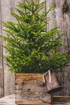 a small christmas tree in a wooden crate with an old metal watering can on top