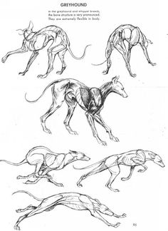 greyhounds running and jumping in the air with their backs turned to look like they're