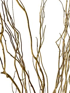 PRICES MAY VARY. NATURALLY DRIED - These curly willow branches with caspia are real, unlike many plastic options on the market. These decorative sticks are dried, preserved, and are painted unless they are our natural color. QUANTITY & SIZE - The willow branches come with 12 pieces and are 3-4 Feet tall (36-48 Inches), which is long enough to fill a large vase of any size. PERFECT DECORATION - These decorative branches are great for your home, a party, wedding, table, living room, terrace, offic Large Branch Decor, Large Flower Arrangements Tall Vases, Curly Willow Branches, Living Room Terrace, Floor Vase Fillers, Decorative Branches, Floral Crafts, Large Flower Arrangements, Curly Willow