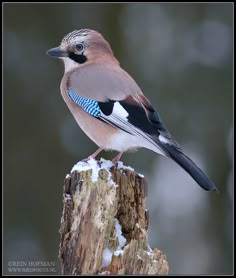 a small bird perched on top of a tree stump