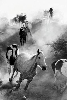 black and white photograph of horses running in the wild with dust coming from their backs