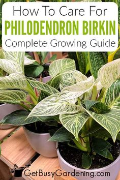 some potted plants with the words how to care for philoderon birkin complete growing guide