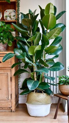 a large potted plant sitting on top of a wooden table next to a dresser