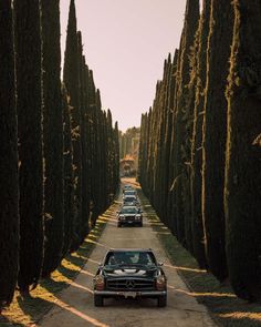 cars are parked on the side of a road lined with tall, thin tree - lined trees