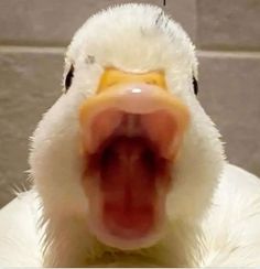 a close up of a duck with its mouth open