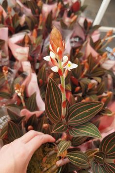 A imagem mostra uma mão segurando um vaso de orquídea Lusidia, que tem folhas verde-bandeira com nervuras vermelhas e produz flores brancas, pequenas e com centro amarelo. Garden Center