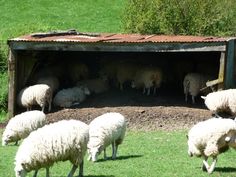 a herd of sheep standing next to each other on a lush green grass covered field