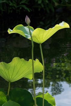 two large green leaves are in front of the water's surface, and one is on top of another leaf