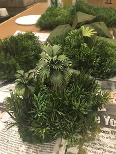 some green plants sitting on top of a newspaper next to each other in front of a table