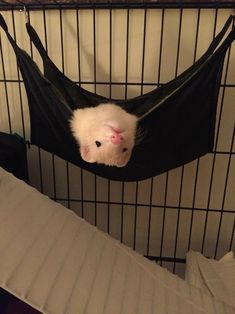 a hamster in a cage with its head sticking out from the top part of it