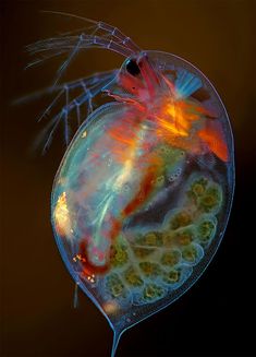 a close up of a jellyfish on a black background with orange and blue colors