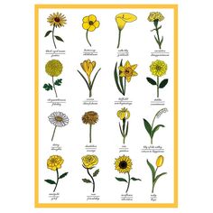 the different types of flowers that are in this page, including sunflowers and daffodils