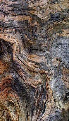 an image of a tree that is very close to the ground and has some interesting patterns on it