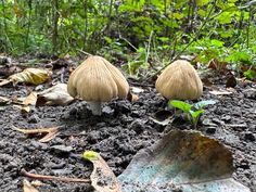 two mushrooms are growing on the ground in the woods