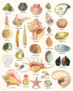 an image of seashells and shells