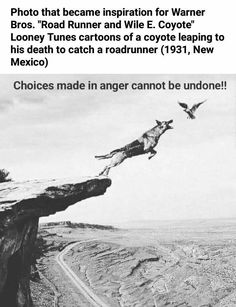 an image of two birds that are flying over a cliff and the caption reads, choices made in anger cannot be undone