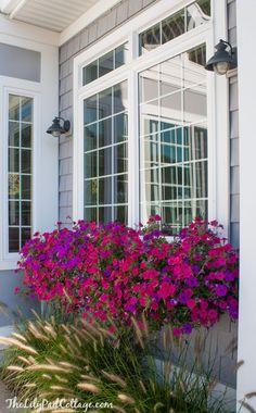 purple flowers are in the window box outside