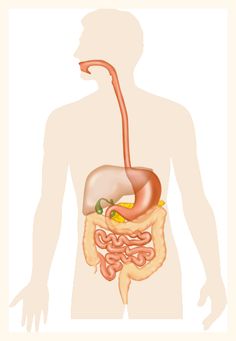 the human body is shown with an organ in it's stomach and small intestories