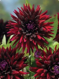 red and purple flowers with green leaves in the background