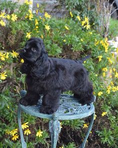 a small black dog standing on top of a metal chair in front of yellow flowers