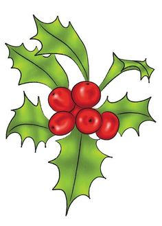 holly berry with green leaves and red berries on white background, clipping for christmas cards