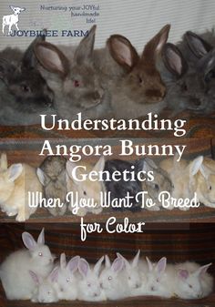 there are many bunnies in the back of a suitcase with text overlay reading, understanding angora bunny genetics when you want to breed for color