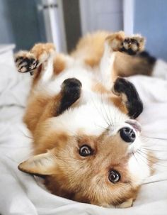 a brown and white dog laying on it's back with its paws in the air