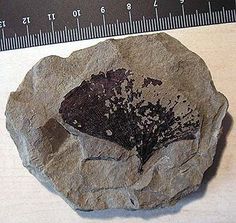 a piece of rock that has been placed on a table next to a measuring ruler