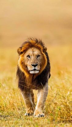 a lion walking across a grass covered field