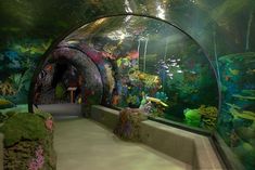 an aquarium with many different types of fish and algaes in it's walls