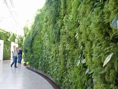 people are walking by a green wall with plants on it in an indoor garden area