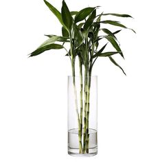 there is a tall glass vase with some plants in it