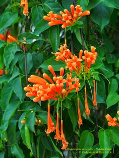 the orange flowers are blooming on the tree