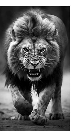 a black and white photo of a lion with it's mouth open, running