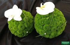 two white flowers sitting on top of green moss covered balls with stems in the middle