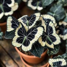 several potted plants with black and white leaves in them on a wooden table top