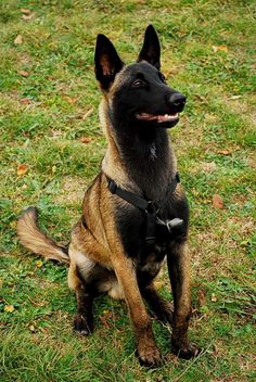 a brown and black dog sitting in the grass