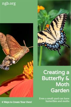 a butterfly and flower with the words creating a butterfly & moth garden