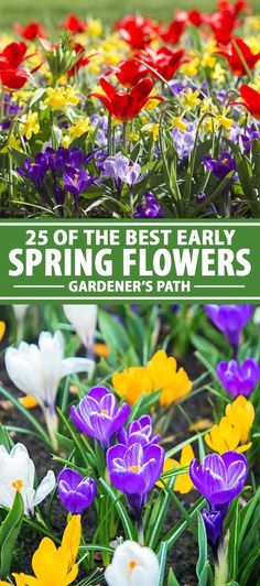 colorful flowers with the words 25 of the best early spring flowers gardener's path