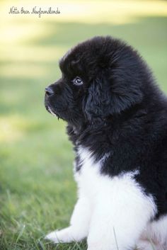 a black and white puppy sitting in the grass