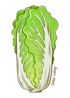 lettuce drawing on white paper with green and white leaves in the center, side view