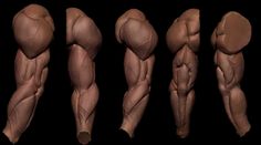 an image of different muscles on a black background